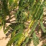 Prosopis juliflora Leaf