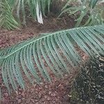 Cycas panzhihuaensis 葉