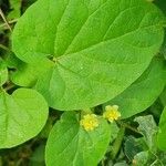 Pentarrhinum insipidum Blatt