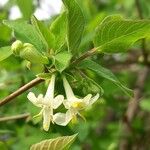 Lonicera saravshanica Flower