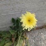 Urospermum dalechampii Flower