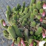 Echinopsis schickendantzii Hábito