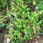 Ceratostigma plumbaginoides Облик