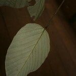 Pourouma melinonii Leaf