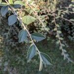 Cotoneaster franchetiiLeaf