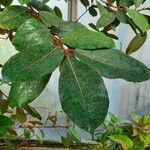 Ficus velutina Blatt