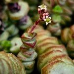 Crassula rupestrisFlower