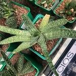 Gasteria carinata Leaf