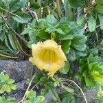 Solandra grandiflora Virág