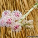 Pluchea sericea Flower