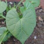 Ipomoea lacunosa Blatt