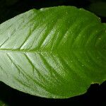 Besleria flavovirens Leaf