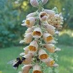 Digitalis ferruginea Fruit