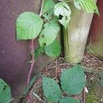 Rubus macrophyllus Schors