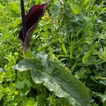 Arum dioscoridis Leaf