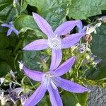 Campanula garganica Blomma