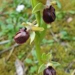 Ophrys aranifera Blomma