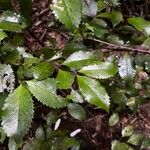 Laurelia novae-zelandiae Лист