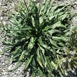 Echium italicum Frunză