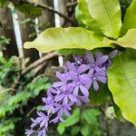 Petrea volubilis Цвят