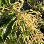 Castanea mollissima Leaf