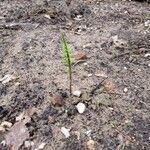 Equisetum pratenseപുഷ്പം