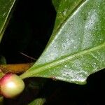 Chrysochlamys nicaraguensis Leaf