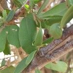 Boscia senegalensis Leaf