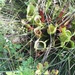 Sarracenia purpurea Цвят