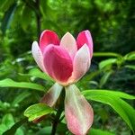 Magnolia insignis Çiçek