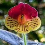 Kohleria amabilis Blüte
