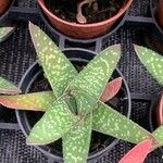 Gasteria excelsa Hostoa