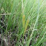 Carex rostrata Cvet
