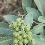 Solanum mauritianum Plod