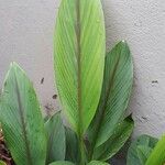 Curcuma zedoaria Folha