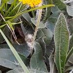 Pilosella officinarum 樹皮