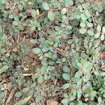 Euphorbia prostrata List