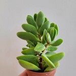 Crassula rogersii Hoja