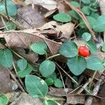 Mitchella repens Fruit