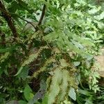 Lygodium microphyllum পাতা