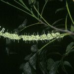 Roupala montana Flower