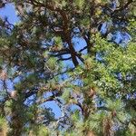 Pinus ponderosa 形態