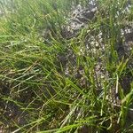 Eleocharis acicularis Hoja