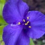 Tradescantia virginiana Flower