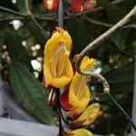 Thunbergia mysorensis Цветок
