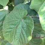 Dombeya wallichii Leaf