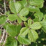 Rubus ulmifolius Feuille