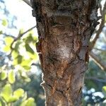 Quercus engelmannii 樹皮