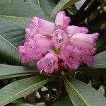 Rhododendron magnificum Flor