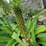 Eucomis autumnalis List